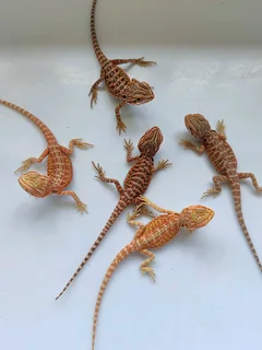 Baby Bearded Dragons