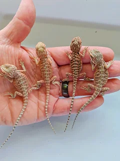 Baby Bearded Dragons