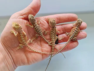 Baby Bearded Dragons