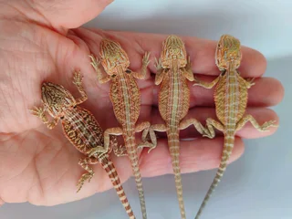 Baby Bearded Dragons