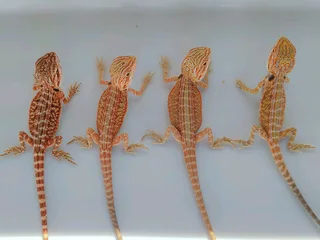 Baby Bearded Dragons