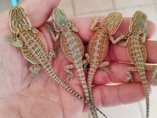 Baby Bearded Dragons