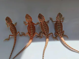 Baby Bearded Dragons