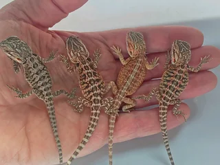 Baby Bearded Dragons