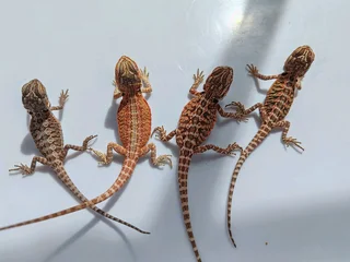 Baby Bearded Dragons