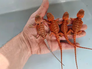 Baby Bearded Dragons
