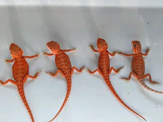 Baby Bearded Dragons