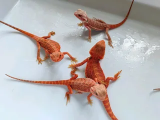 Baby Bearded Dragons