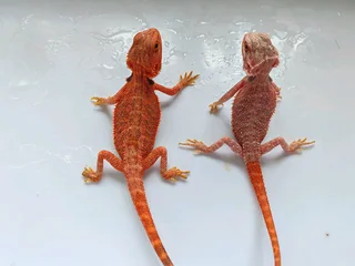 Baby Bearded Dragons