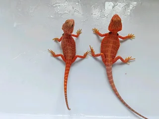 Baby Bearded Dragons
