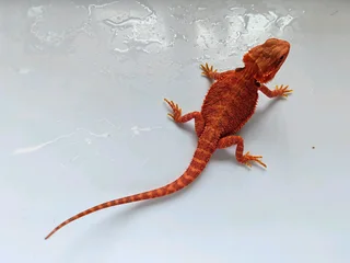 Baby Bearded Dragons