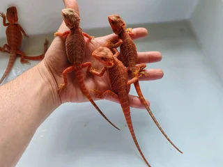 Baby Bearded Dragons