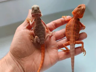 Baby Bearded Dragons