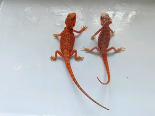 Baby Bearded Dragons