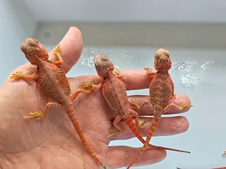 Baby Bearded Dragons