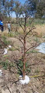 CHRISTMAS TREES AT AFFORDABLE PRICES