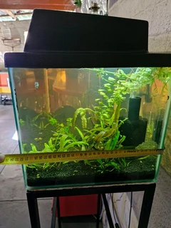 Urgently Fish Tanks all must go