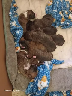 Opregte Bokser Hondjies. Slegs 2 reuntjies oor