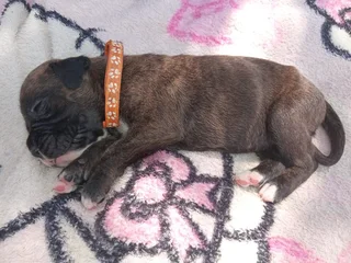 Opregte Bokser Hondjies. Slegs 2 reuntjies oor