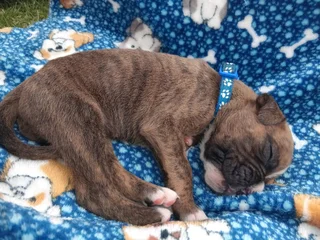 Opregte Bokser Hondjies. Slegs 2 reuntjies oor