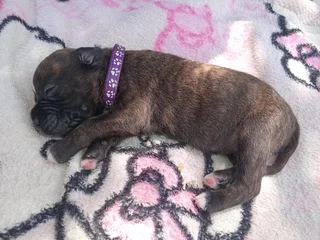 Opregte Bokser Hondjies. Slegs 2 reuntjies oor