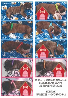 Opregte Bokser Hondjies. Slegs 2 reuntjies oor