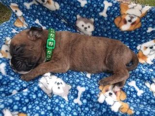 Opregte Bokser Hondjies. Slegs 2 reuntjies oor