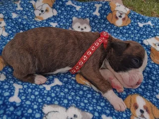 Opregte Bokser Hondjies. Slegs 2 reuntjies oor