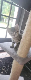 Kittens - Short haired Tabby kittens for sale