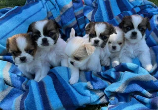 Christmas Pekingese Puppies