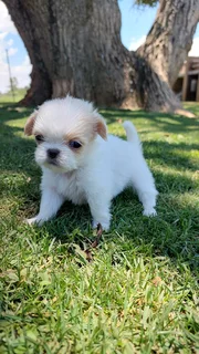 Christmas Pekingese Puppies
