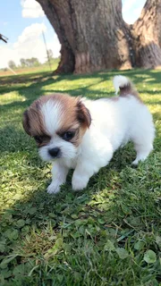 Pekingese Puppies for Christmas