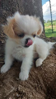 Purebred Pekingese puppies