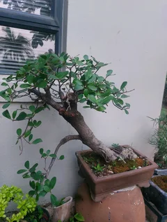 Bonsai  For Sale