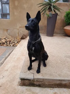 Belgium mal shepherd