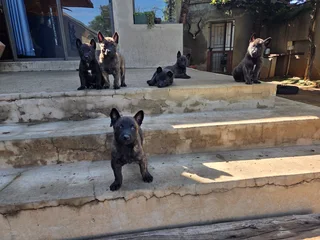 Belgium mal shepherd