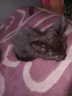 Kitten - Ad Posted By Andrea Hartzenberg