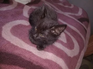 Kitten - Ad posted by ANDREA HARTZENBERG