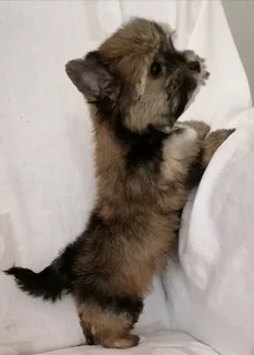 Yorkshire terrier boy