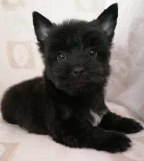 Yorkshire terrier boy