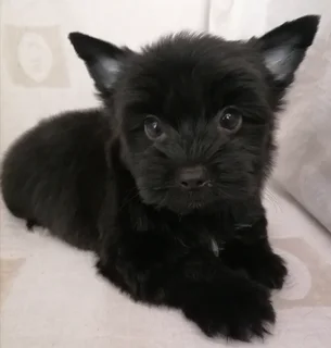 Yorkshire terrier boy