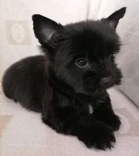 Yorkshire terrier boy