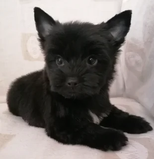 Yorkshire terrier boy