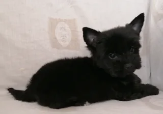 Yorkshire terrier boy