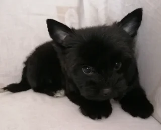 Yorkshire terrier boy