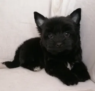 Yorkshire terrier boy