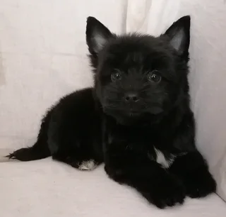 Yorkshire terrier boy