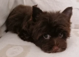 Yorkshire terrier girl