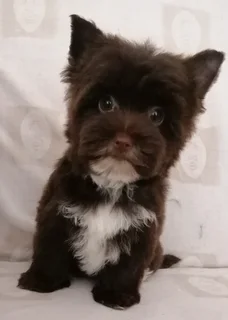 Yorkshire terrier girl