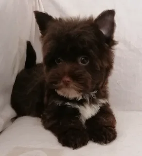 Yorkshire terrier girl